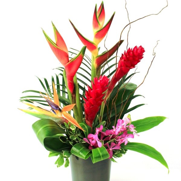 Tropical Elegance | Red Square Flowers