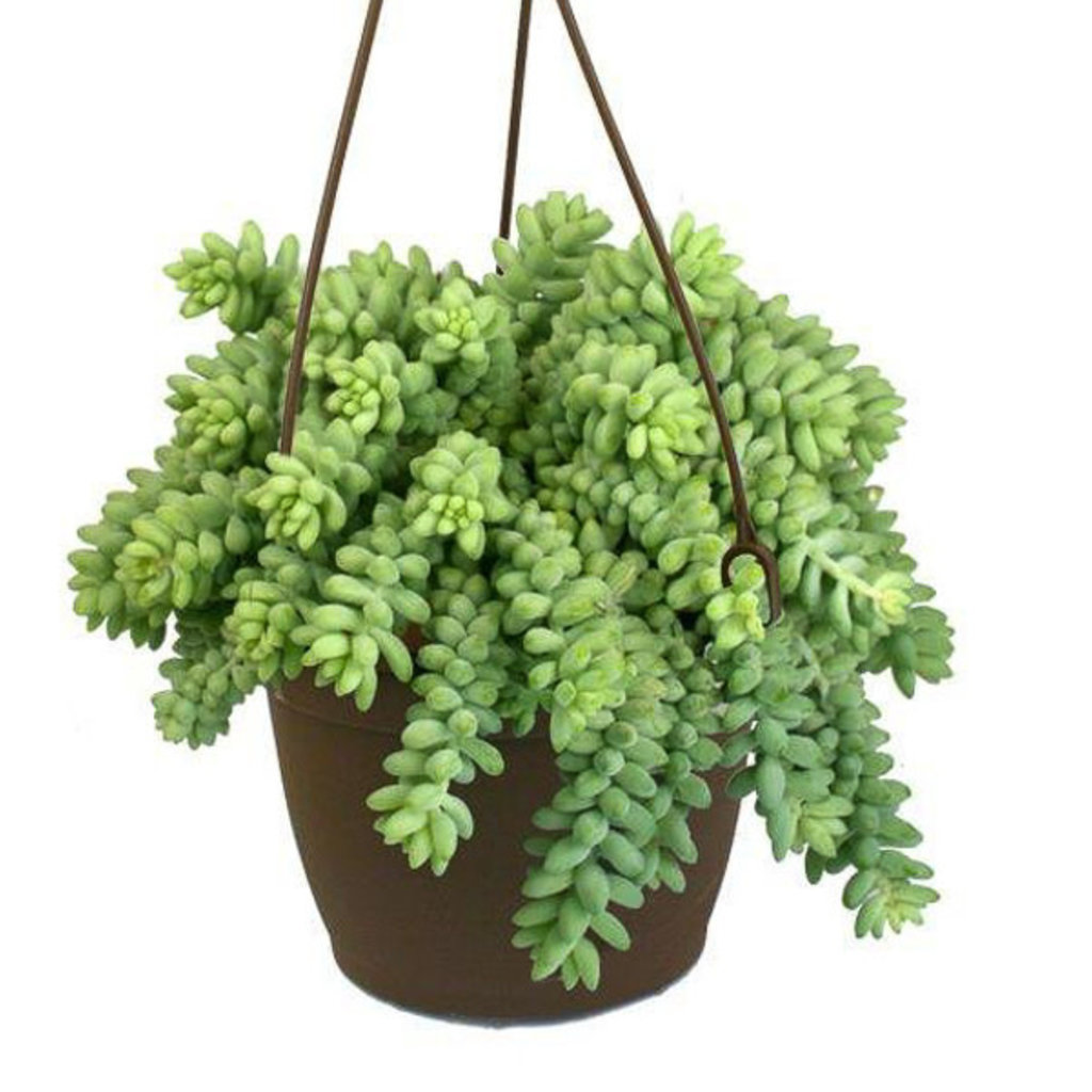 Burro's Tail Succulent | Red Square Flowers
