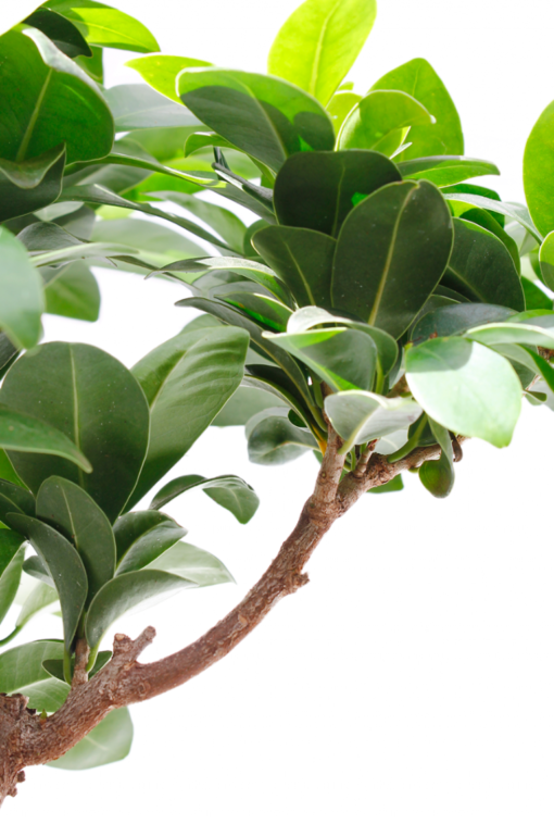 Ginseng Ficus Madison WI