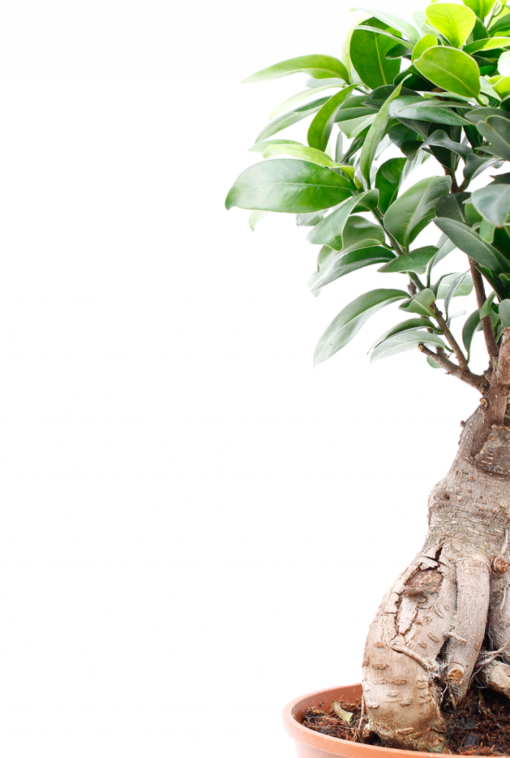 Ginseng Ficus Madison WI
