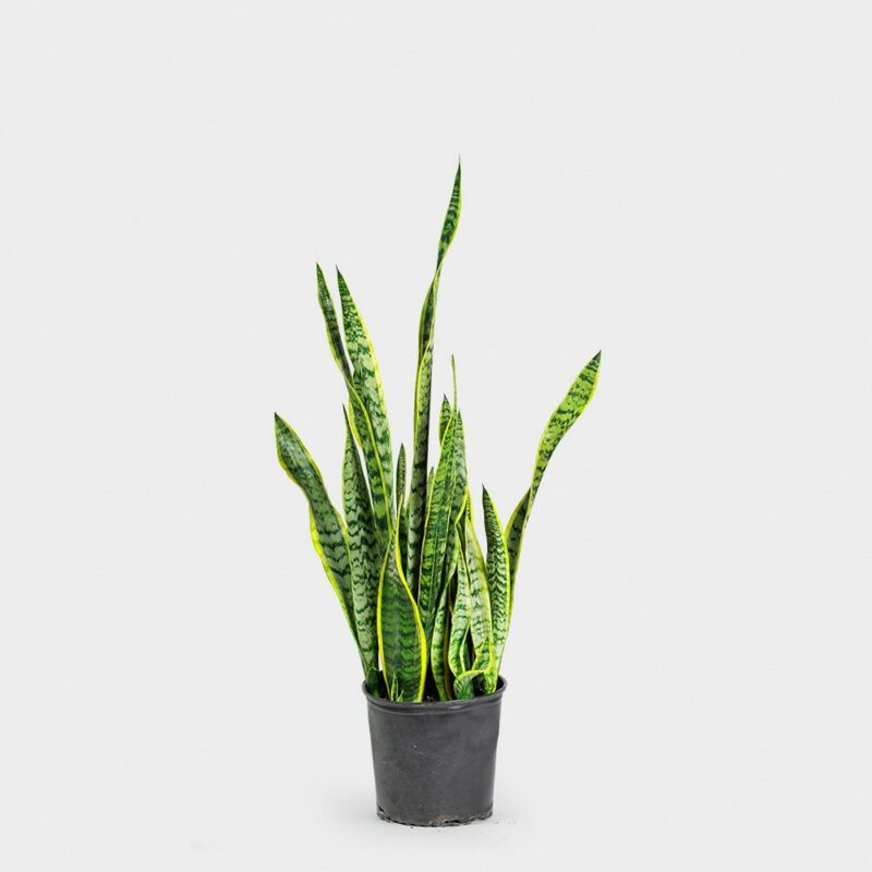 Sansevieria Madison WI