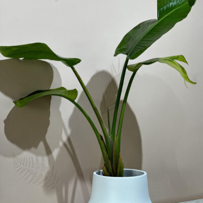 Bird of Paradise