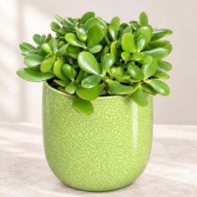 Crassula Ovata Jade Plant