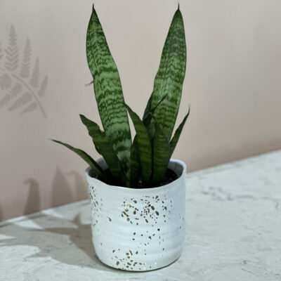 Sansevieria