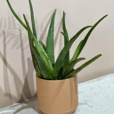 Aloe Vera