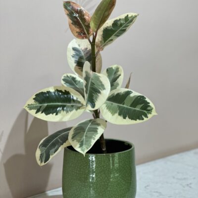 Ficus Elastica Teneke