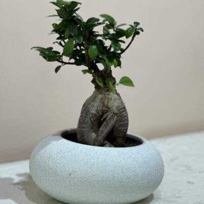 Ficus Microcarpa Ginseng Bonsai