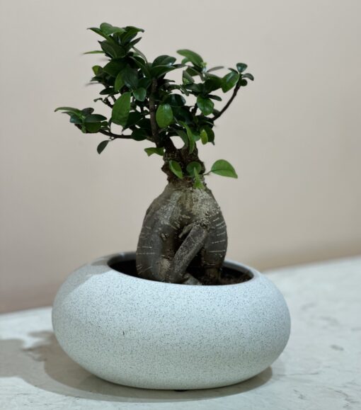 Ficus Microcarpa Ginseng Bonsai
