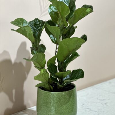 Fiddle Leaf Fig Lyrata