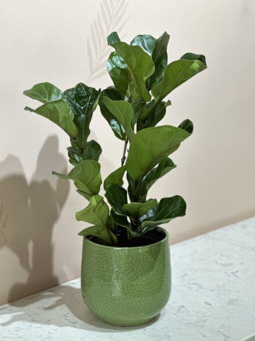 Fiddle Leaf Fig Lyrata