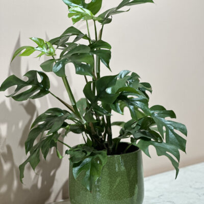 Monstera Minima