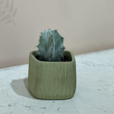 Cactus Plant