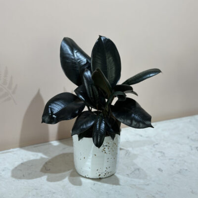 Ficus Elastica Burgundy