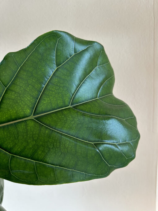 Fiddle Leaf Fig Lyrata - Image 2
