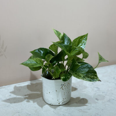 Pothos