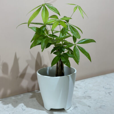 Money Tree