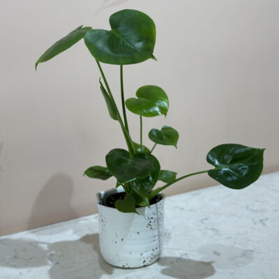 Monstera Deliciosa