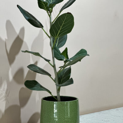 Ficus Audry