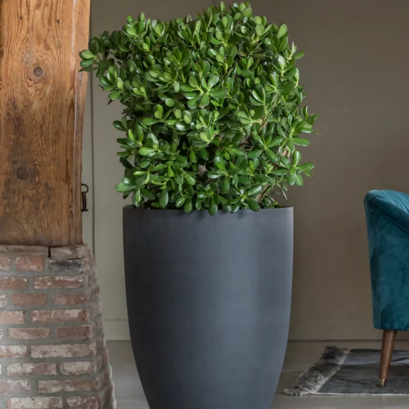Residential-Plant-Services