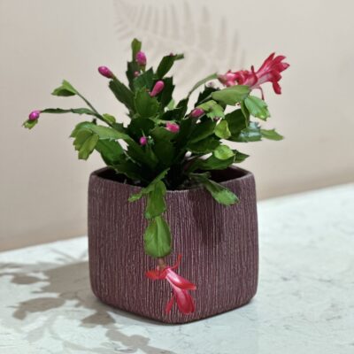 Christmas Cactus