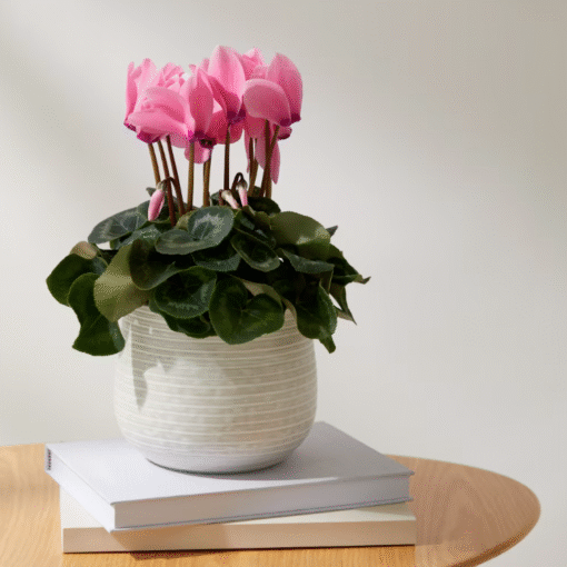 Spring Cyclamen